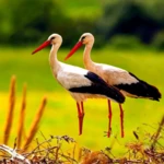 Logo of The White Stork android Application 